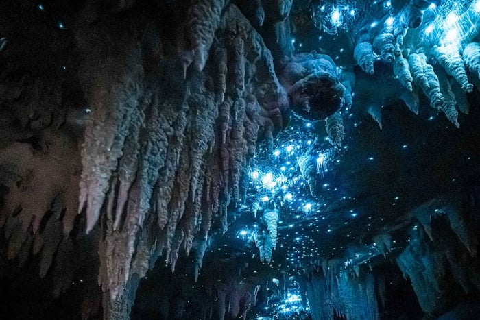 Northland Hidden Gems: Glowworm Cave, Beach & Art Café