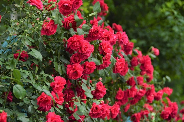 Parnell Hidden Elegance: Heritage, Roses & Harbour Views