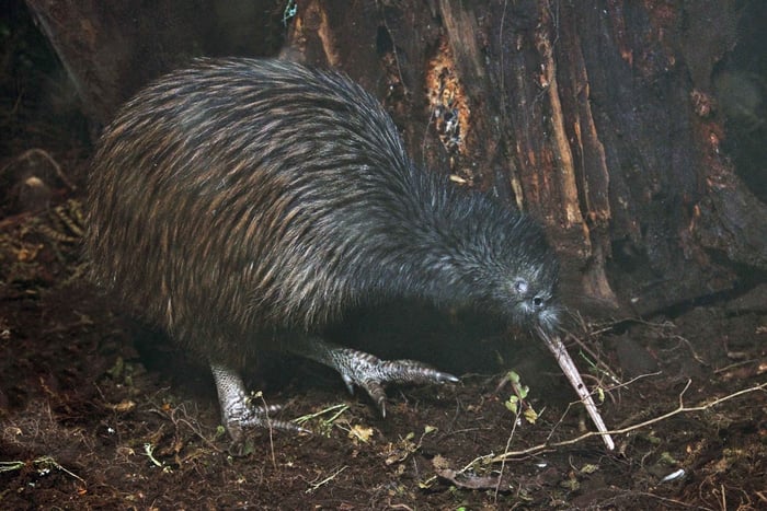 Tawharanui: Kiwi Spotting & Stargazing Tour w/ Optional Stay