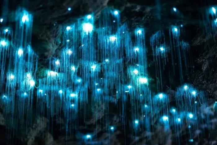 Waitomo: One-Day Spellbound Glowworm Cave Tours