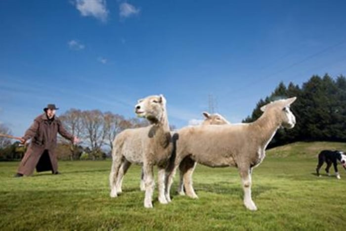 Auckland to Rotorua: 10-Hour One-Way Coach Tour
