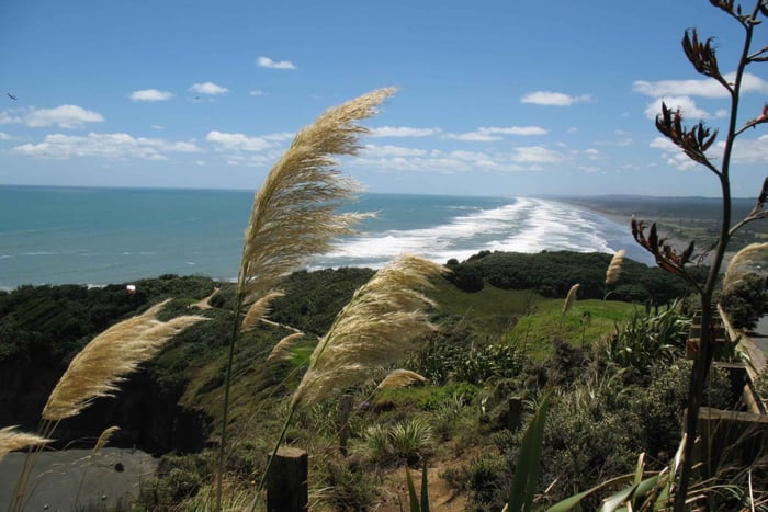 Vineyards, Honey, & Black Sand Beaches Tour from Auckland