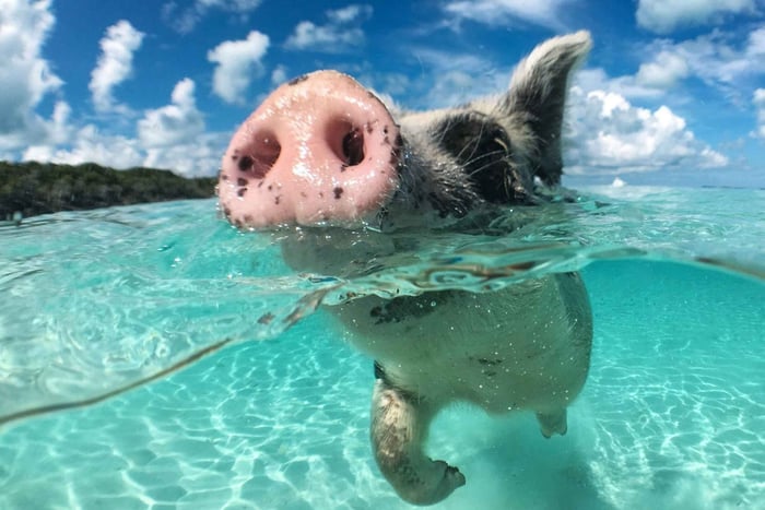 Nassau: Snorkling på 3 øyer, griser, skilpadder og lunsj på strandklubb