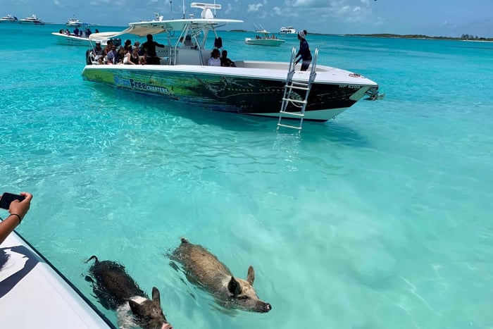 Nassau: Descobre a ilha de Exuma e faz uma excursão para nadar com os porcos