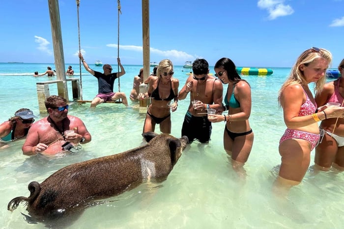 Nassau: Grisar, snorkling, sköldpaddor, lunch, privat strandklubb