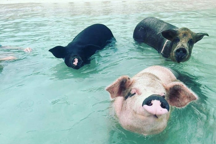 Nassau: Snorkling, svømmende grise, skildpadder og strandbar
