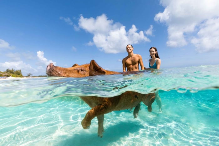 Paradise Island : Visite de l'île Rose avec cochons à la nage et déjeuner