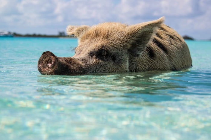 Miami/Ft Lauderdale: Bimini or Grand Bahama Day Trip