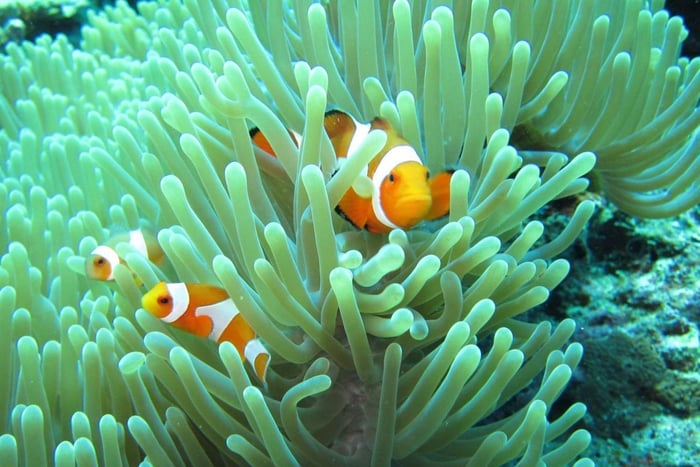Bali: Schnorcheln auf der Insel Menjangan