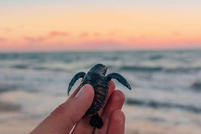 Bali: Horse Riding & Turtle Release Experience at Saba Beach