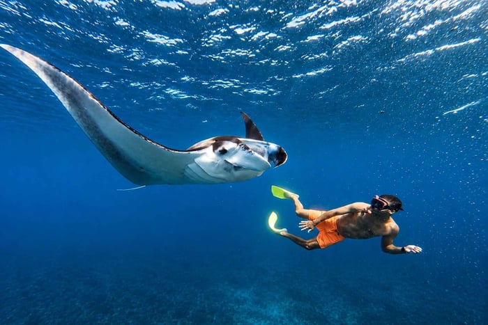 Bali / Nusa Penida: Prywatne snorkelingowanie z przewodnikiem i wycieczka po zachodniej części wyspy