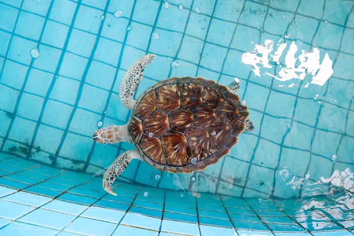 Bali: Sanur Highlights & Turtle Conservation Tour with Lunch