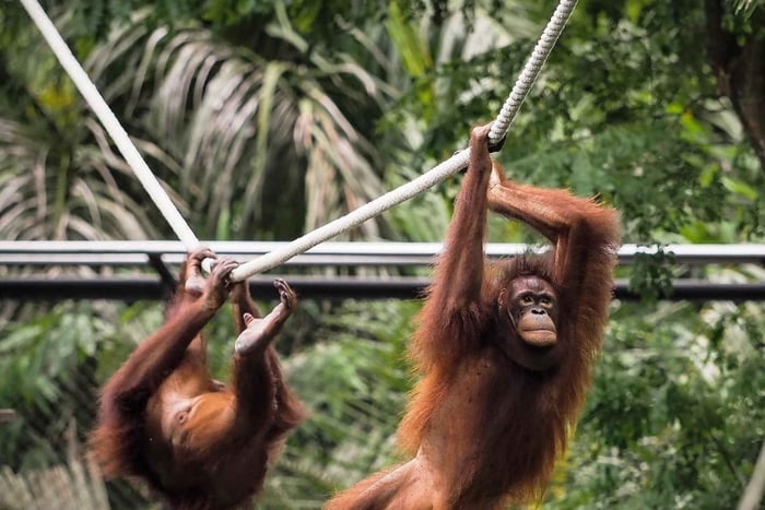 Zoológico de Bali: desayuno guiado con observación de orangutanes