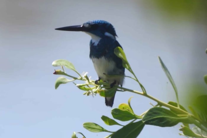 Observation des oiseaux par West Bali Discovery