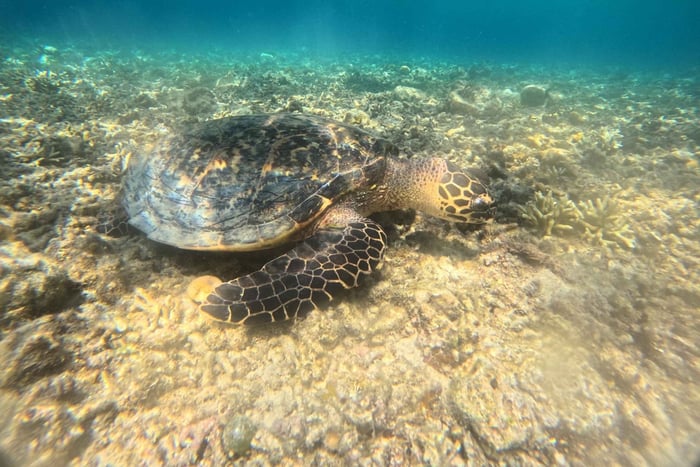 Combo-avontuur - Wandelen + snorkelen op het eiland Menjangan