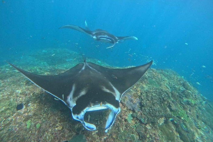 Vanuit Bali: Nusa Penida 3 Spots Snorkeling Tour & West Island