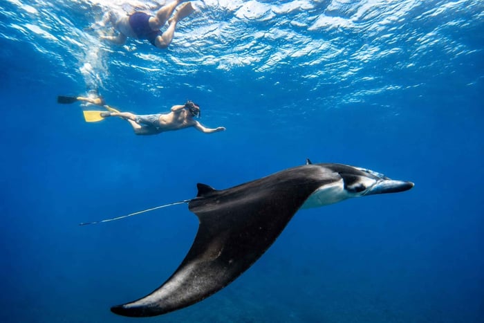 From Lembongan/Penida: Private Snorkeling Tour With Guide