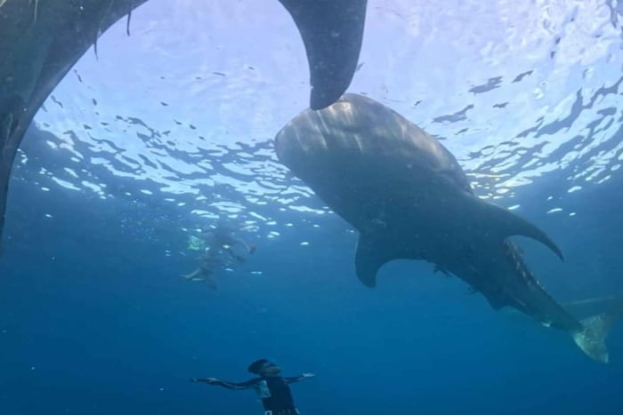 Lombok: Share a 2-Day, 1-Night Whale Shark Tour to Sumbawa