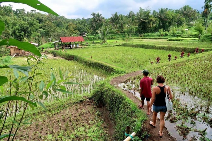Lombok: tour a piedi di Tetebatu con foresta delle scimmie e cascata