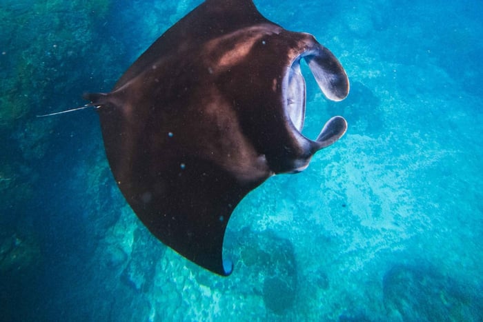 Nusa Lembongan Manta Snorkeling Trip, Mangrove & Island Tour