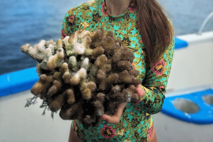 Nusa Penida: Coral Reef Restoration with Marine Scientists