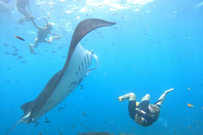 Nusa Penida: dia inteiro de snorkeling privativo com arraias