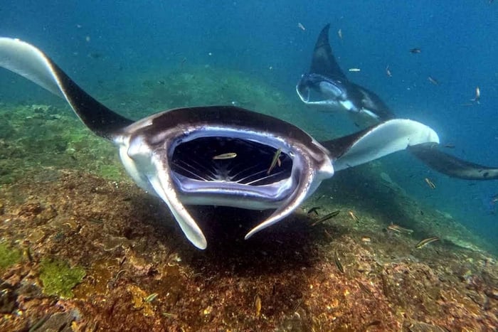 Nusa Penida: begeleide snorkelervaring met mantaroggen