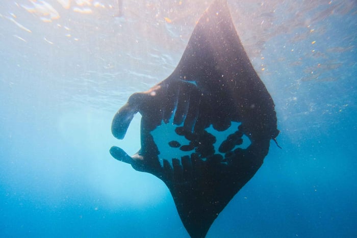 Nusa Penida Snorkeling to Manta Point & Manta Bay