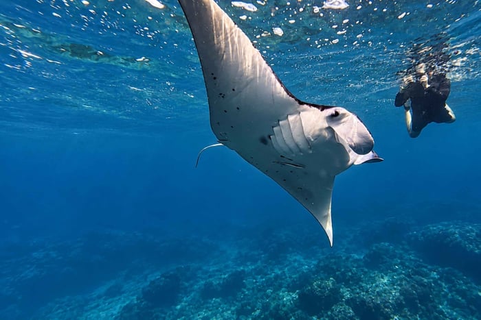 Nusa Penida: Snorkeling Tour to Manta Point or Manta Bay
