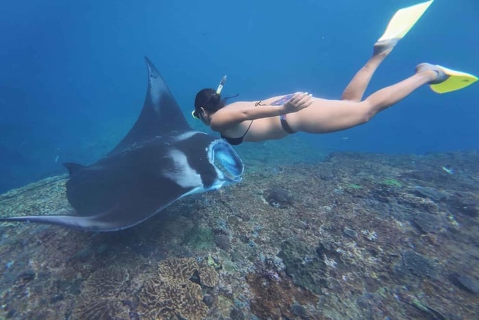 Nusa Penida: tour de esnórquel con mantarrayas y tortugas