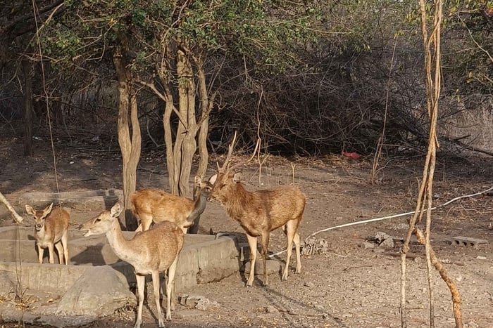 Safari tour at West Bali National Park