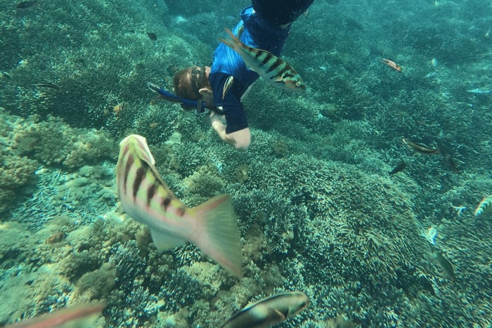 Sanur: Coastal Area Snorkeling Session