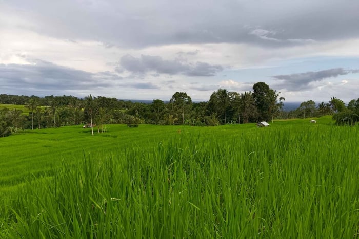 Ubud: Rice Terrace, Temple, and Coffee Plantation Tour
