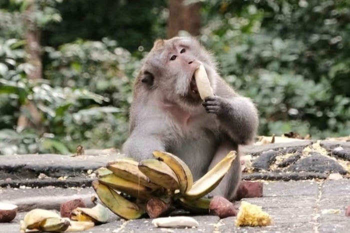 Ubud Tour: Monkey Forest, Rice Terrace, Temple & Waterfall