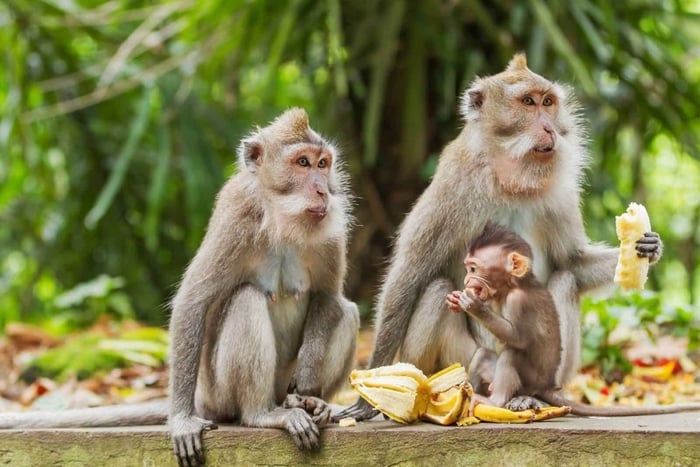 Ubud: Zip-Line and Monkey Forest with Waterfall Private Tour