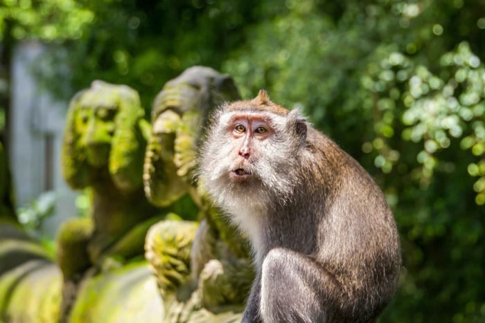 Ubud: Privat tur til apeskogen og risterrassen