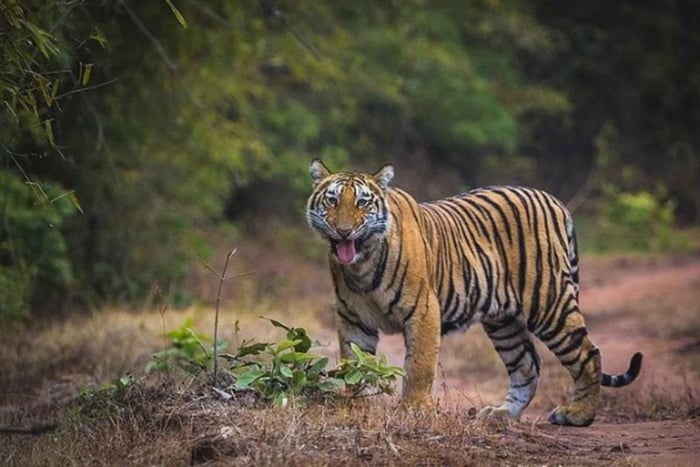 Bandhavgarh National Park: Tiger Safari by Jeep or Canter