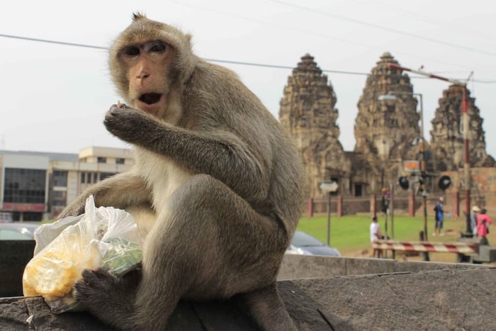 Bangkok : Location de voiture privée pour Lopburi, la cité des singes