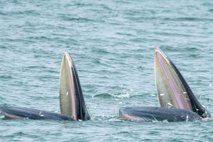 Bangkok/Samut Sakhon: Whale Watching w/ optional transfer