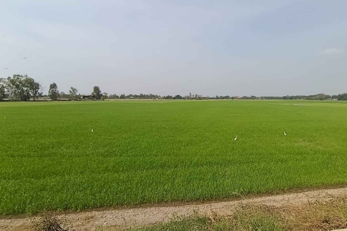 Depuis Bangkok : la vie authentique des Thaïlandais à Suphan Buri