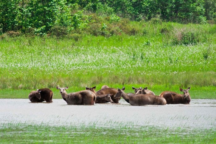 Fra Dagstur til Khao Yai nasjonalpark