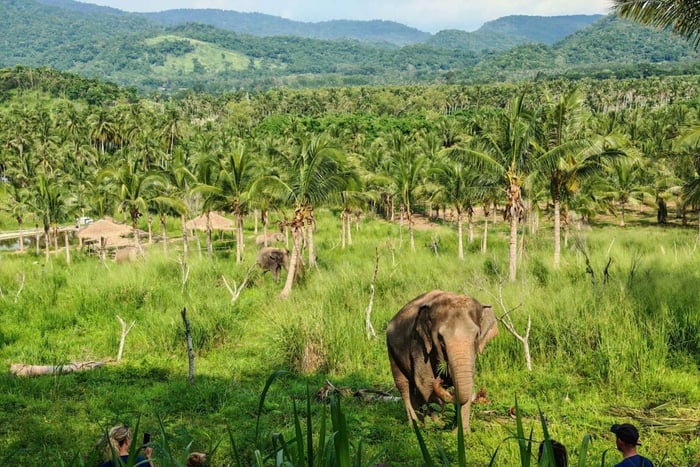 From Pattaya: Living Green Elephant Sanctuary Day Trip