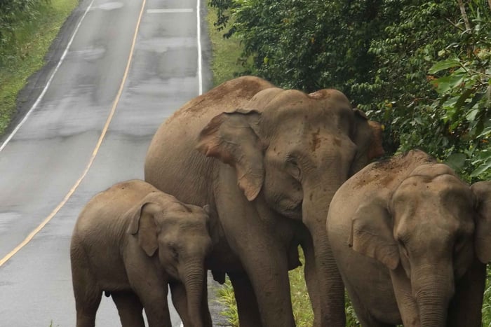 Parc national de Khao Yai : visite privée de 2 jours au départ de Bangkok