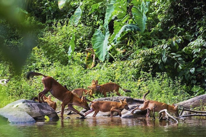 Depuis Bangkok : excursion privée d'une journée à Khao Yai et safari