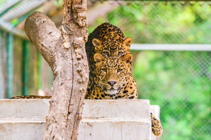 Parque nacional de Ranthambore: safari de tigres en Gypsy abierto