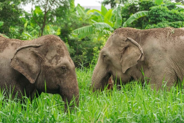 Untouched Elephant Sanctuary Visit & Nature Walk