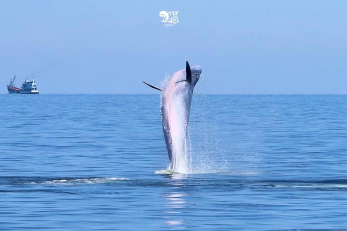 Experiencia de avistamiento de ballenas con desayuno y almuerzo