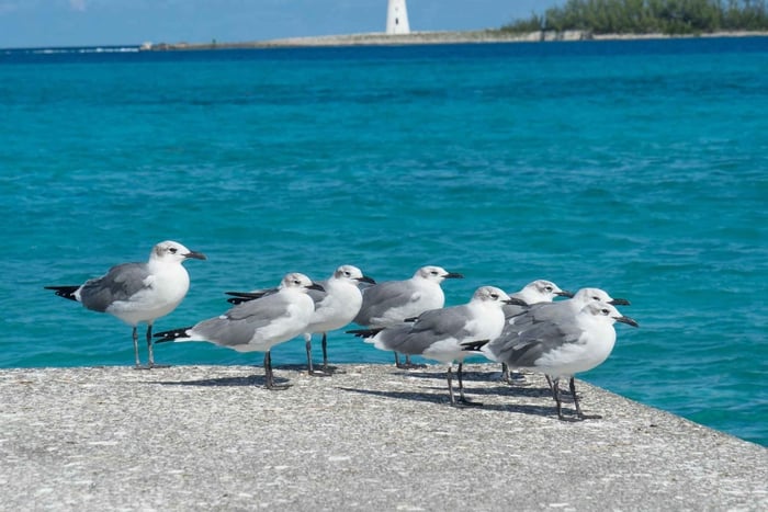 Barbados: Island Tour with Cave, Monkeys, and Boat Ride
