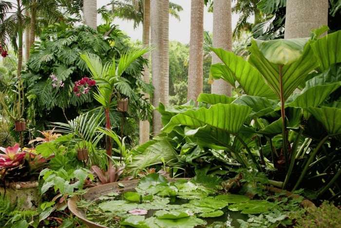 Barbados: Visita a la Cueva de Harrison y los Jardines de Hunte