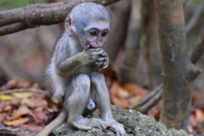 St. Peter: Monkey Feeding at Barbados Wildlife Reserve